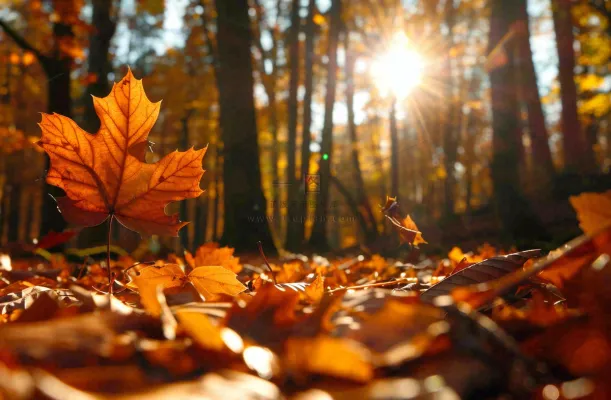 秋天森林的落叶金黄阳光透过树叶温暖秋分立秋处暑摄影图