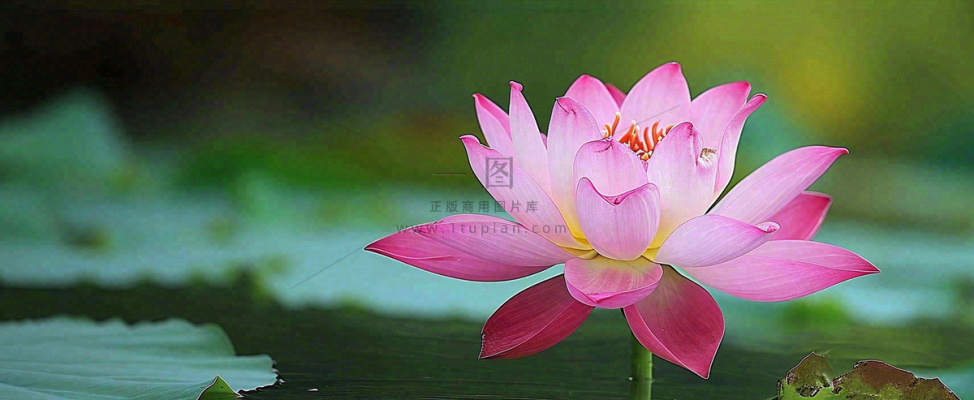 夏天荷塘盛开荷花荷叶绿色清新,夏至立夏大暑小暑处暑摄影图 夏天荷塘盛开荷花荷叶绿色清新,夏至立夏大暑小暑处暑摄影图