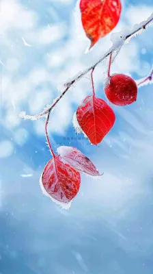 红叶上的白霜白雪秋冬霜降寒露立冬摄影图