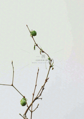 简约白底户外枝叶树枝,极简中国风,立冬摄影图 简约白底户外枝叶树枝,极简中国风,立冬摄影图