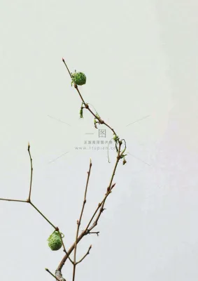 简约白底户外枝叶树枝,极简中国风,立冬摄影图 简约白底户外枝叶树枝,极简中国风,立冬摄影图