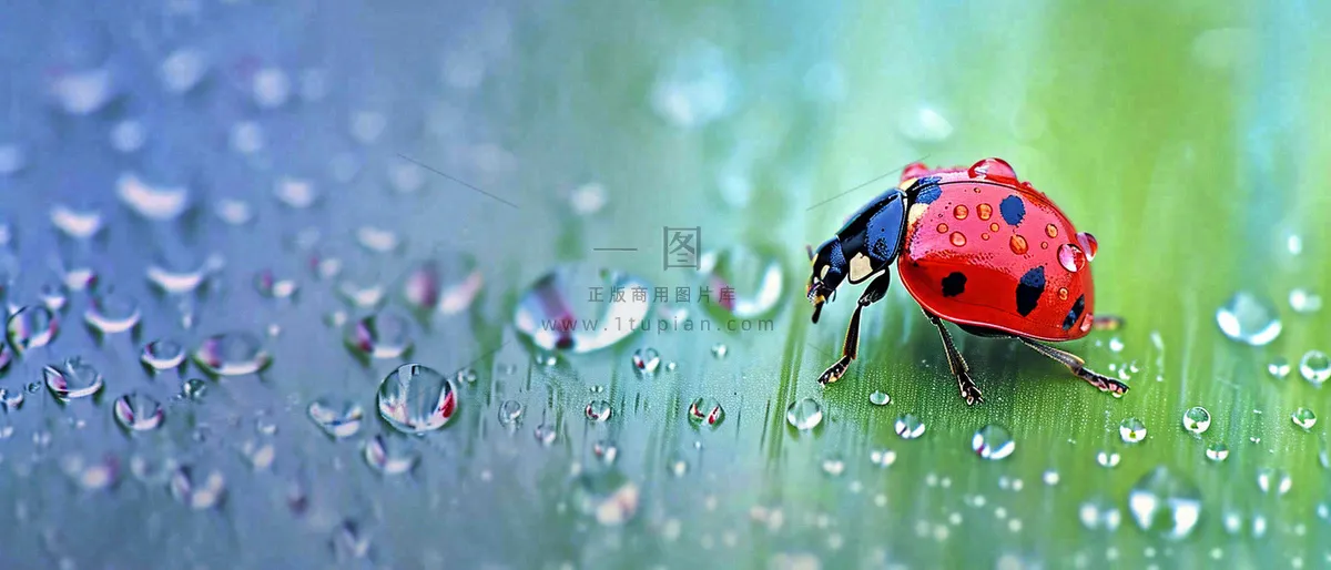 雨天雨水水珠上七星瓢虫动物爬行，彩色渐变摄影图