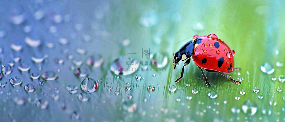 雨天雨水水珠上七星瓢虫动物爬行，彩色渐变摄影图