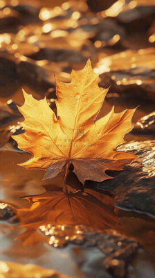 秋天黄色秋叶落叶雨天特写故事感,秋分立秋摄影图 秋天黄色秋叶落叶雨天特写故事感,秋分立秋摄影图