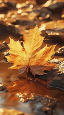 秋天黄色秋叶落叶雨天特写故事感,秋分立秋摄影图 秋天黄色秋叶落叶雨天特写故事感,秋分立秋摄影图