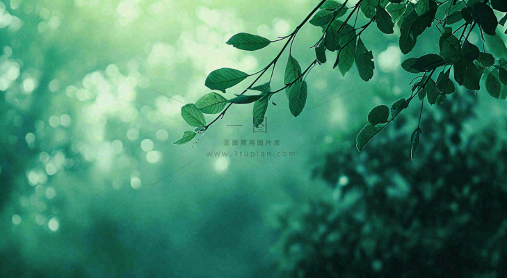 绿色树叶意境模糊光照叶子，春天夏日，春分立夏摄影图