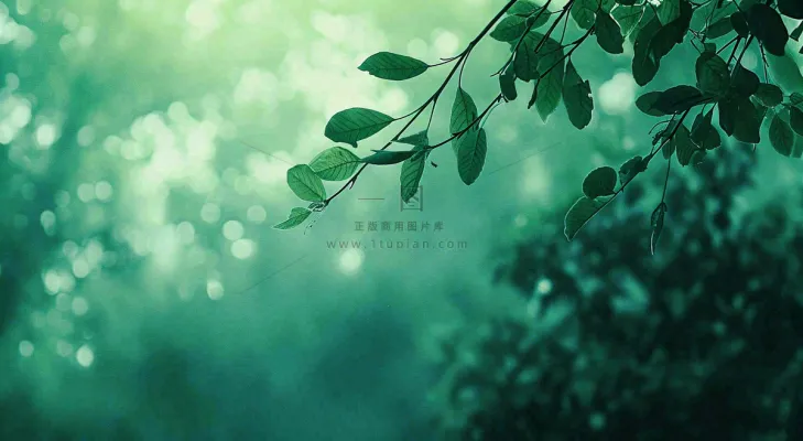 绿色树叶意境模糊光照叶子，春天夏日，春分立夏摄影图