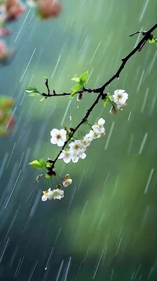 春天白色花朵枝叶在雨中,新鲜绿叶鲜花,雨水谷雨摄影图 春天白色花朵枝叶在雨中,新鲜绿叶鲜花,雨水谷雨摄影图