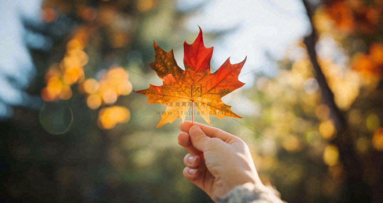 秋天手拿着一片红色枫叶金秋立秋秋分摄影图 秋天手拿着一片红色枫叶金秋立秋秋分摄影图