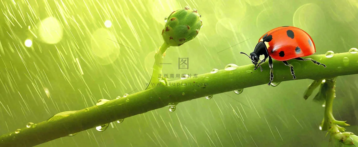 春天雨水叶子绿叶上的七星瓢虫,虫类,谷雨春分摄影图