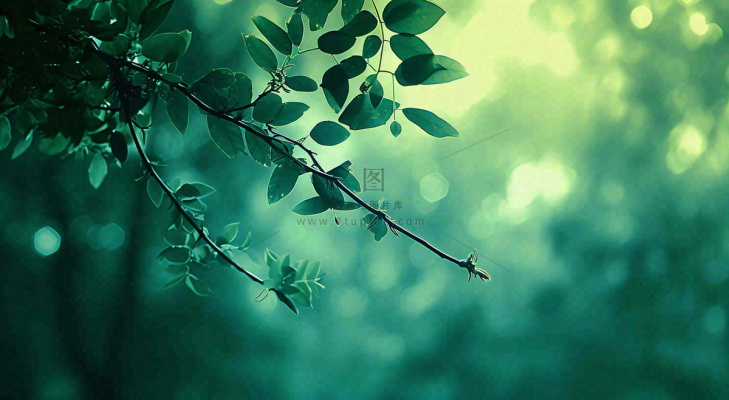 绿色树叶意境模糊光照叶子，春天夏日，春分立夏摄影图
