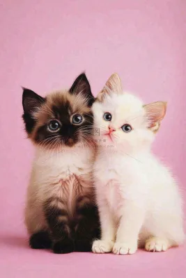 可爱的小猫萌宠宠物动物摄影图 可爱的小猫萌宠宠物动物摄影图