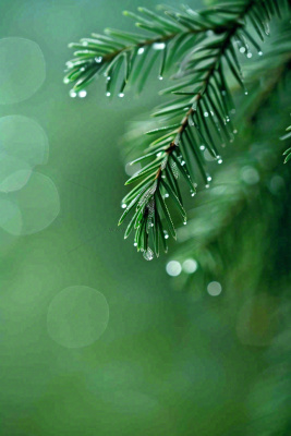 松针树树枝露珠雨滴青色雨水谷雨雨季摄影图