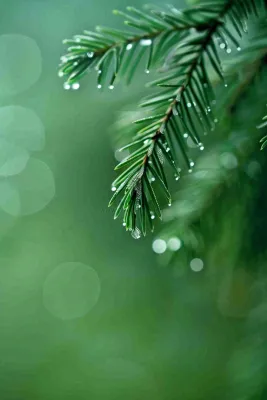 松针树树枝露珠雨滴青色雨水谷雨雨季摄影图