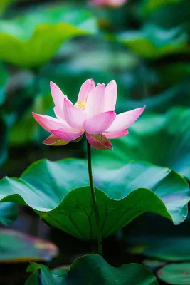 夏日池塘荷花盛开清凉唯美翠绿摄影图 夏日池塘荷花盛开清凉唯美翠绿摄影图