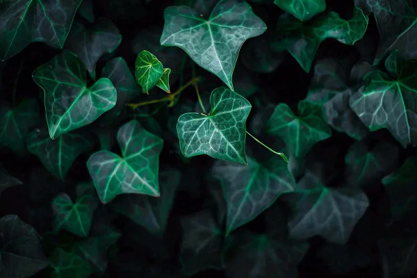 清新绿叶绿植植物叶子特写立夏夏至大暑春夏摄影图