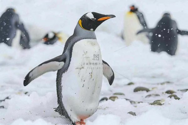 冰雪天地的企鹅寒冷动物摄影图