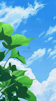 夏日荷叶绿色样式天空蓝天阳光清新白云，夏至小暑大暑处暑摄影图