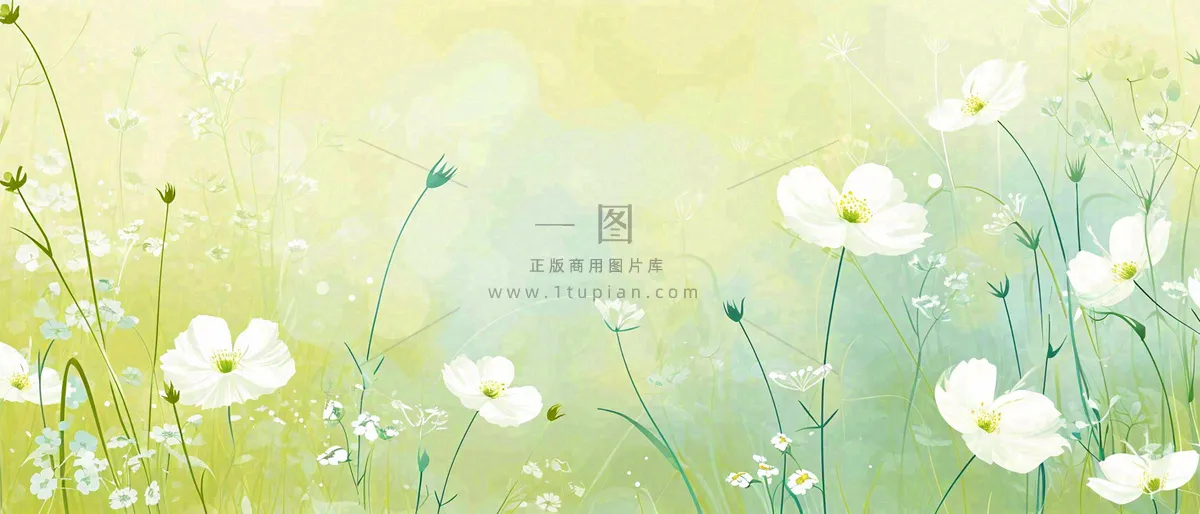 清新白色小花野花野草春天萌芽手绘,春分