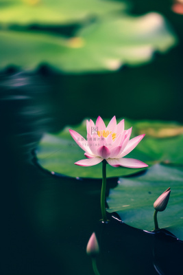 绿色清爽荷花节气背景