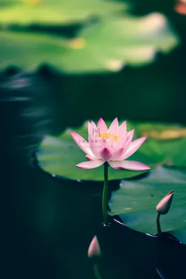 绿色清爽荷花节气背景