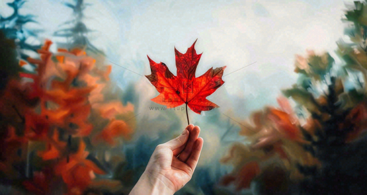 秋天手拿着一片红色枫叶金秋立秋秋分摄影图 秋天手拿着一片红色枫叶金秋立秋秋分摄影图