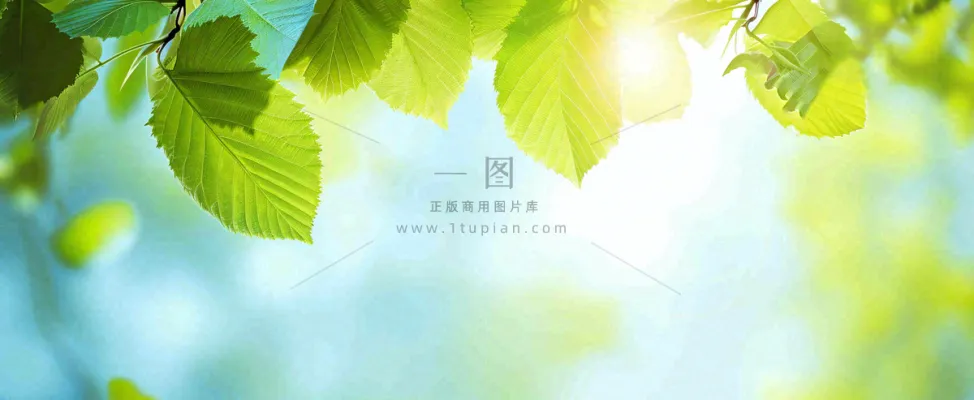 春天阳光绿叶嫩芽清新，立春春分摄影图