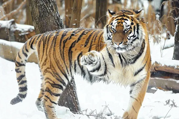 东北虎冬天雪地里嬉戏行走的老虎摄影图
