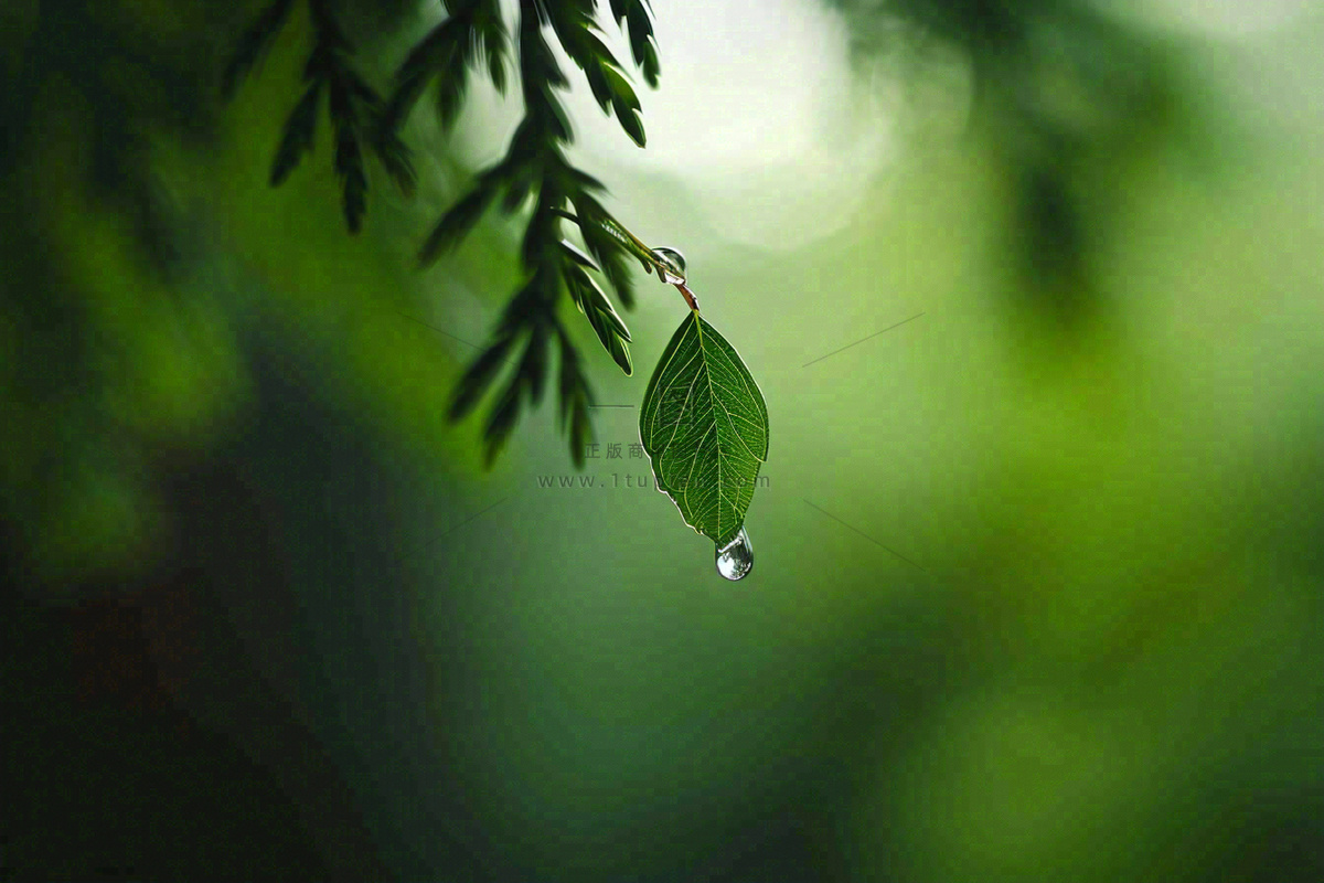 绿色树林里面下雨过后的松枝挂着水滴摄影图