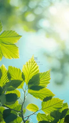 阳光明媚春天春意盎然嫩草,发芽,春分,立春摄影图 阳光明媚春天春意盎然嫩草,发芽,春分,立春摄影图