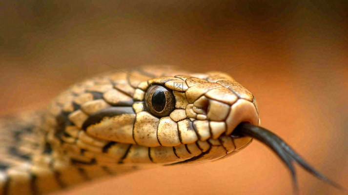 蛇吐舌头爬行动物摄影图