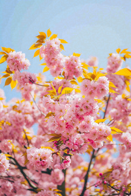 春天蓝天清新粉红桃花花朵树枝嫩叶，立春摄影图