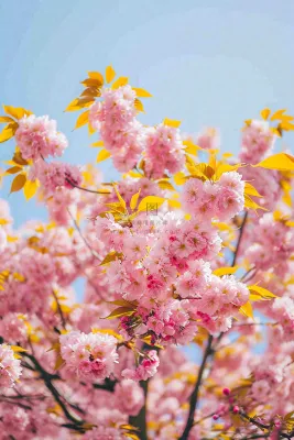 春天蓝天清新粉红桃花花朵树枝嫩叶，立春摄影图