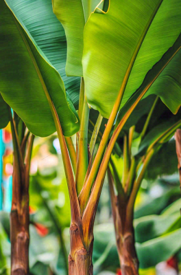 香蕉树芭蕉叶绿色植物摄影图