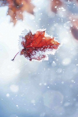 结满白霜雪花的树叶霜降摄影图 结满白霜雪花的树叶霜降摄影图