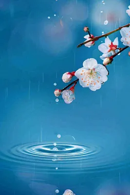春天梅雨时节雨滴飘落在梅花滴落在水面上泛起涟漪雨水谷雨寒露摄影图