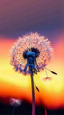 春天落日户外分散种子蒲公英夕阳晚霞摄影图