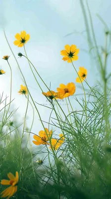 春天小黄花花朵阳光蓝天白云清新，立春惊蛰春分摄影图