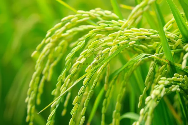 水稻农田种植粮食稻穗摄影图