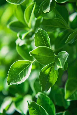 绿色新鲜茶叶绿叶摄影图