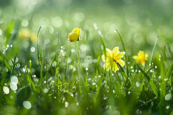 春天草丛里盛开的小黄花清晨露珠雨水谷雨摄影图