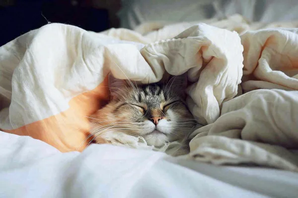 被窝里睡觉的猫猫,可爱的动物摄影图 被窝里睡觉的猫猫,可爱的动物摄影图