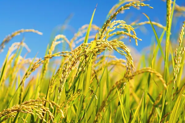 水稻农田种植粮食稻穗摄影图