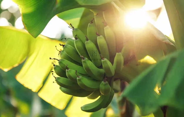 香蕉树芭蕉叶青香蕉水果摄影图