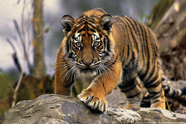 小老虎幼崽未成年动物摄影图