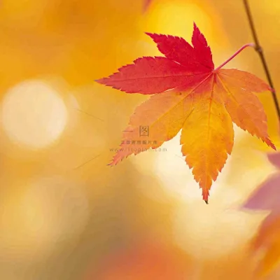秋天秋意黄色落叶枫叶意境，秋分立秋摄影图
