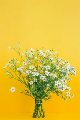 小雏菊白色花朵花瓶黄色背景摄影图