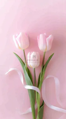 粉色郁金香花束母亲节送花摄影图 粉色郁金香花束母亲节送花摄影图