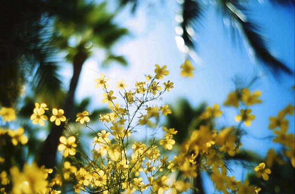 晴天阳光下的小黄花绿植摄影图 晴天阳光下的小黄花绿植摄影图