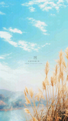 秋天蓝天户外芦苇草，立秋秋分摄影图